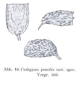 Sachse, R (1915): Archiv für Hydrobiologie 10 p.70, fig.10
